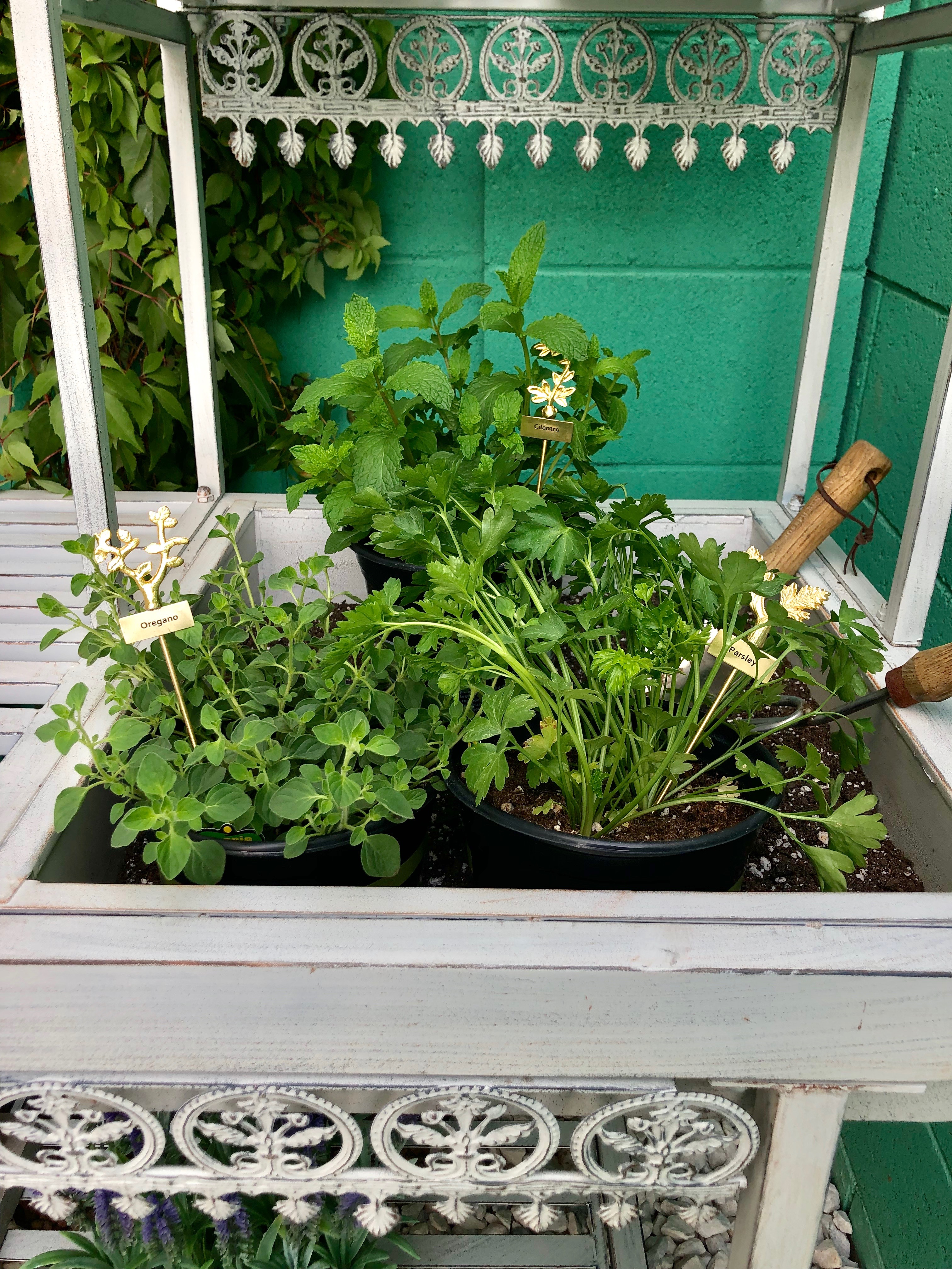 Herbs in Potting Table with Gold Name Tag 